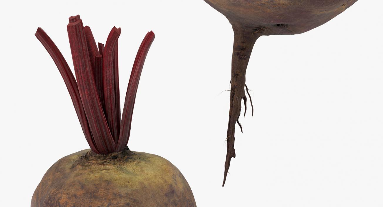 3D model Beetroot