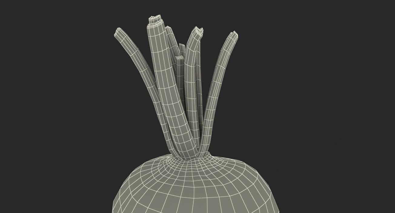 3D model Beetroot