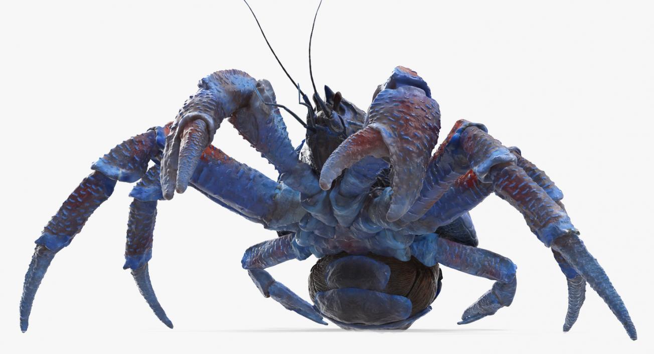 Robber Crab Walking Pose 3D model