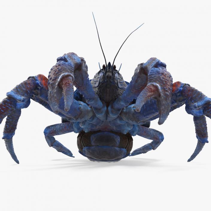 Robber Crab Walking Pose 3D model