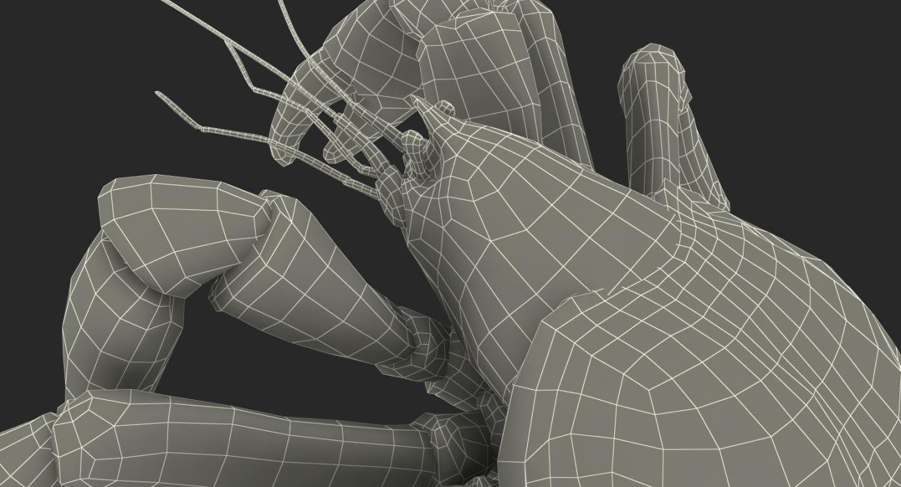 Robber Crab Walking Pose 3D model