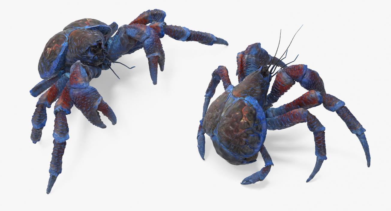 Robber Crab Walking Pose 3D model