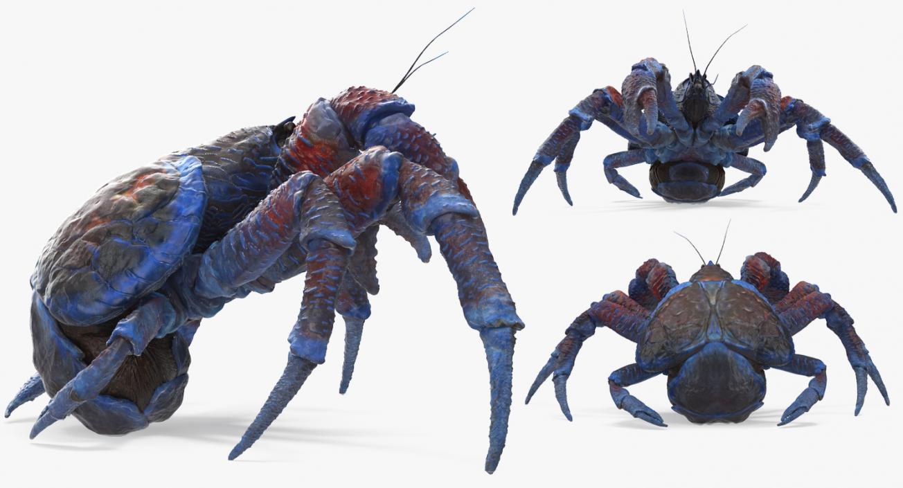 Robber Crab Walking Pose 3D model