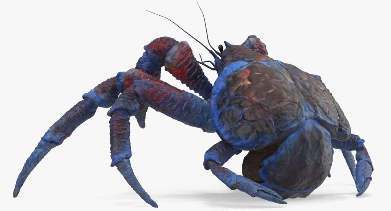 Robber Crab Walking Pose 3D model