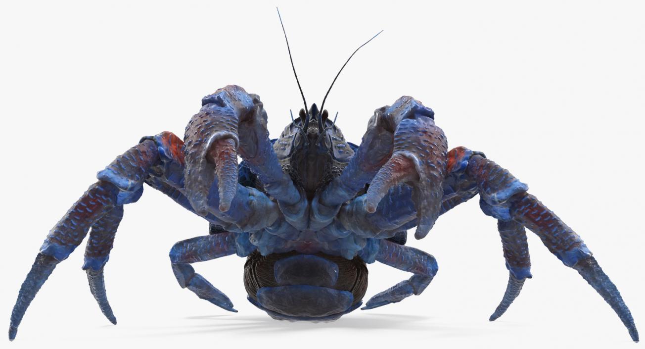 Robber Crab Walking Pose 3D model