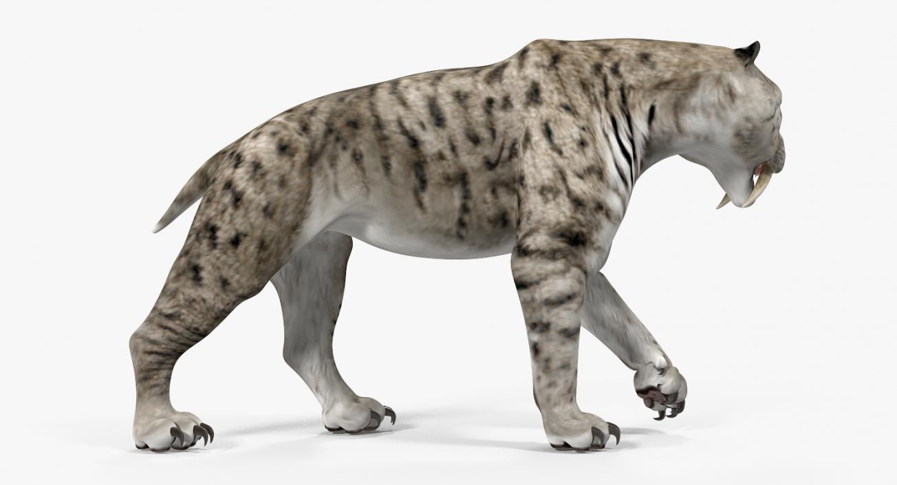 3D model Arctic Saber Tooth Cat Walking Pose