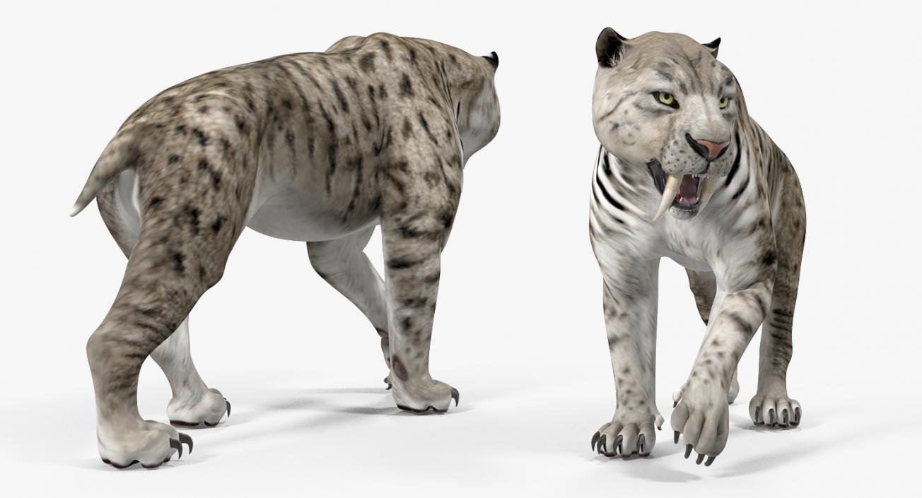 3D model Arctic Saber Tooth Cat Walking Pose