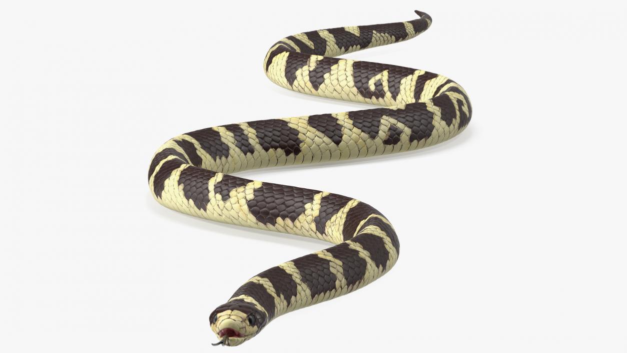 3D California Kingsnake Rigged for Maya