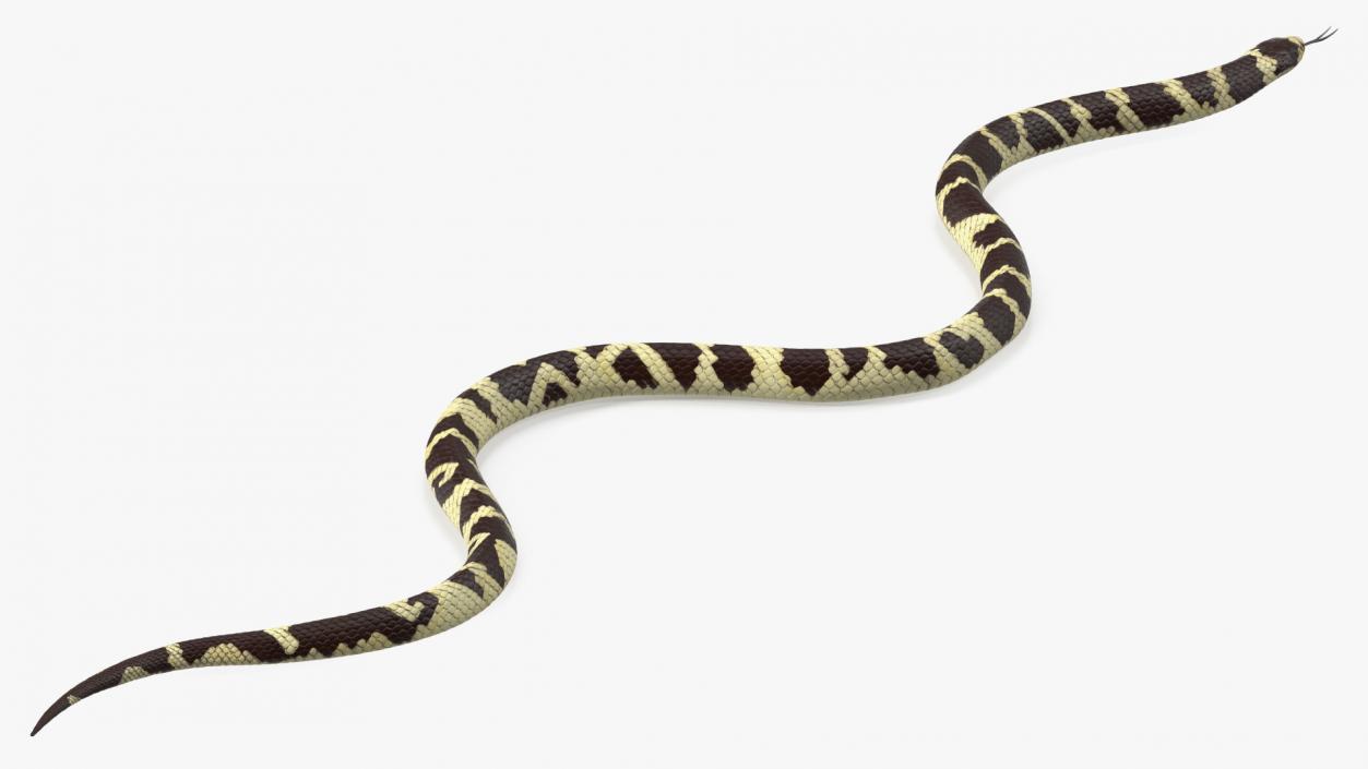 3D California Kingsnake Rigged for Maya