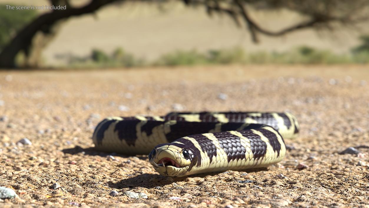 3D California Kingsnake Rigged for Maya