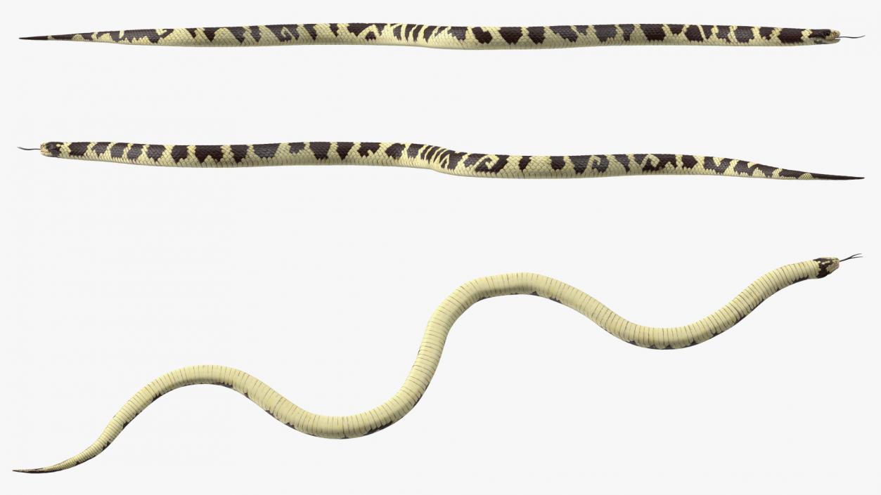 3D California Kingsnake Rigged for Maya