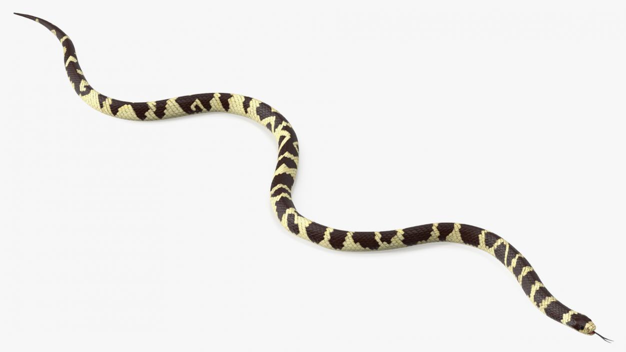 3D California Kingsnake Rigged for Maya