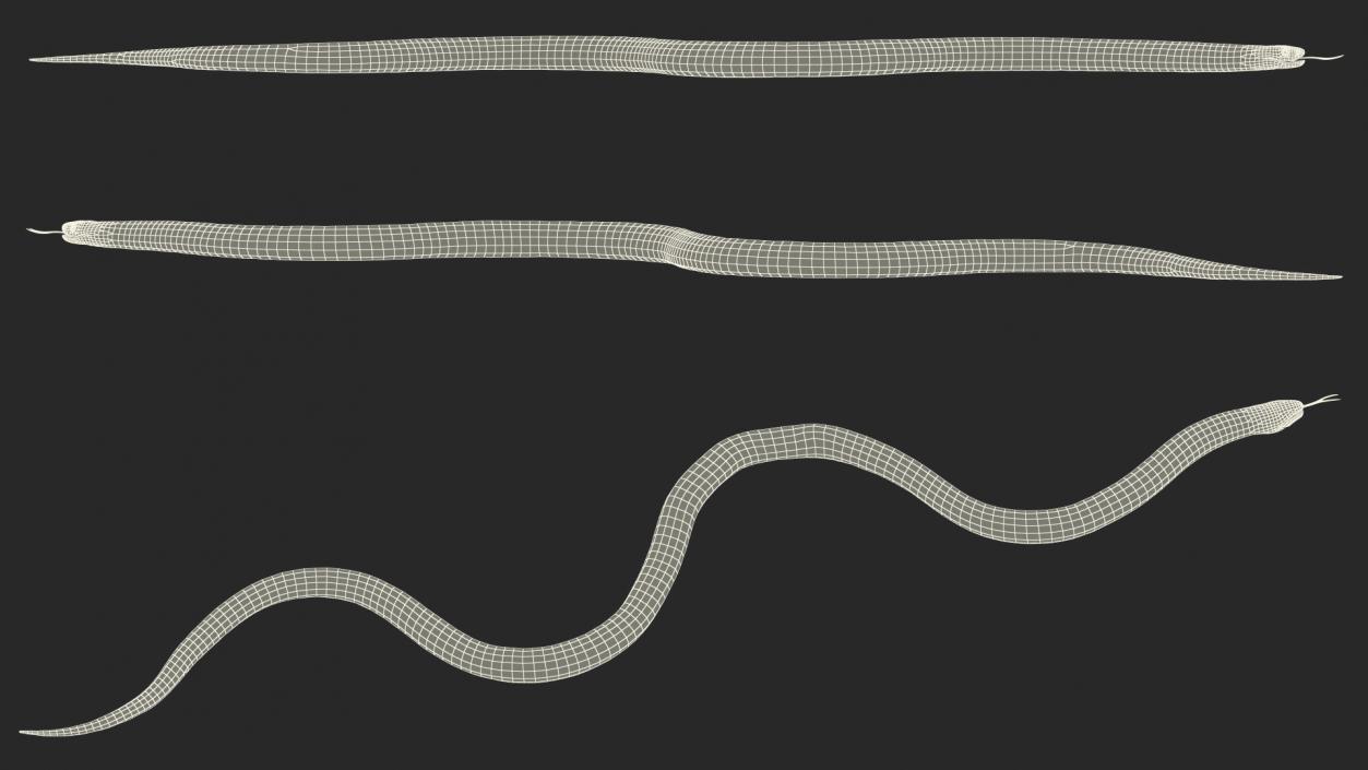 3D California Kingsnake Rigged for Maya