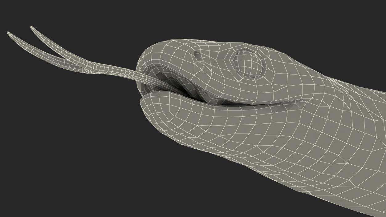 3D California Kingsnake Rigged for Maya