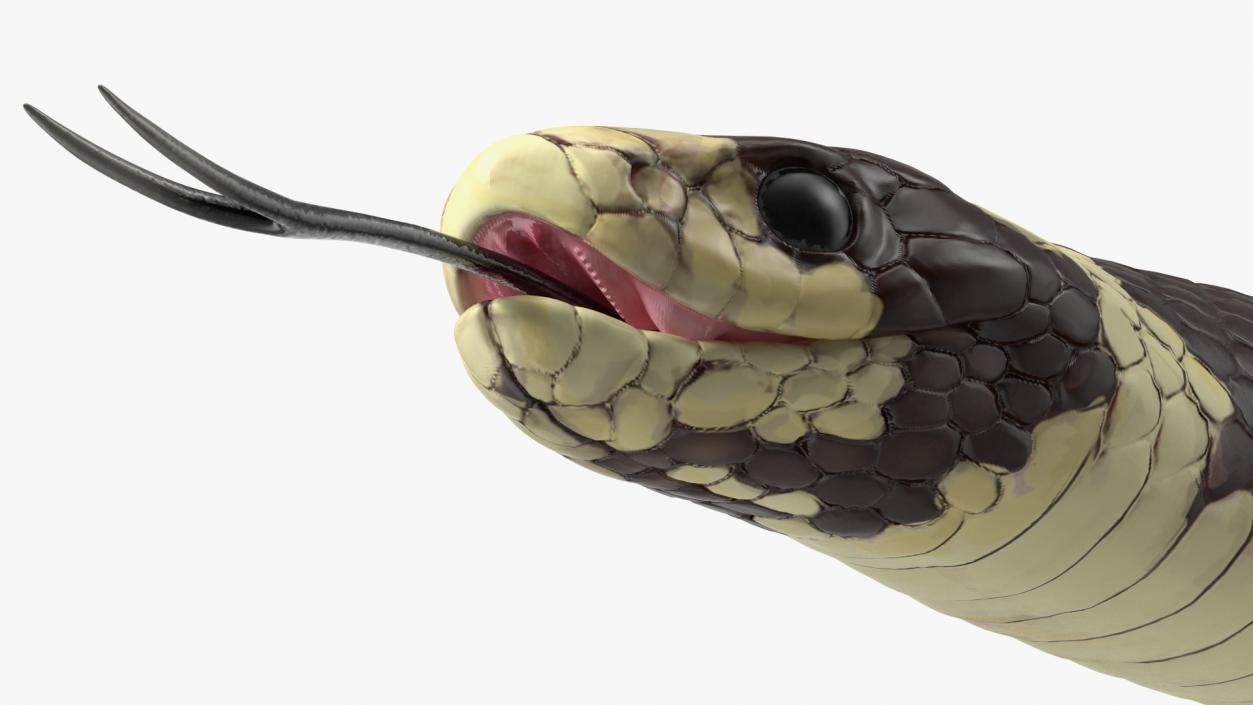 3D California Kingsnake Rigged for Maya