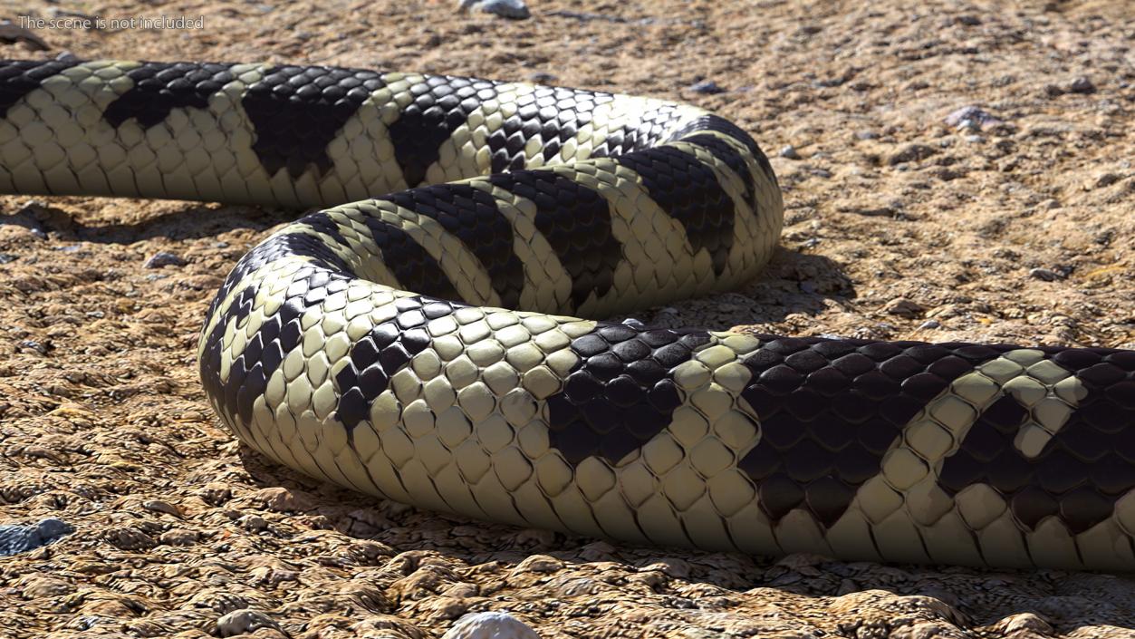 3D California Kingsnake Rigged for Maya