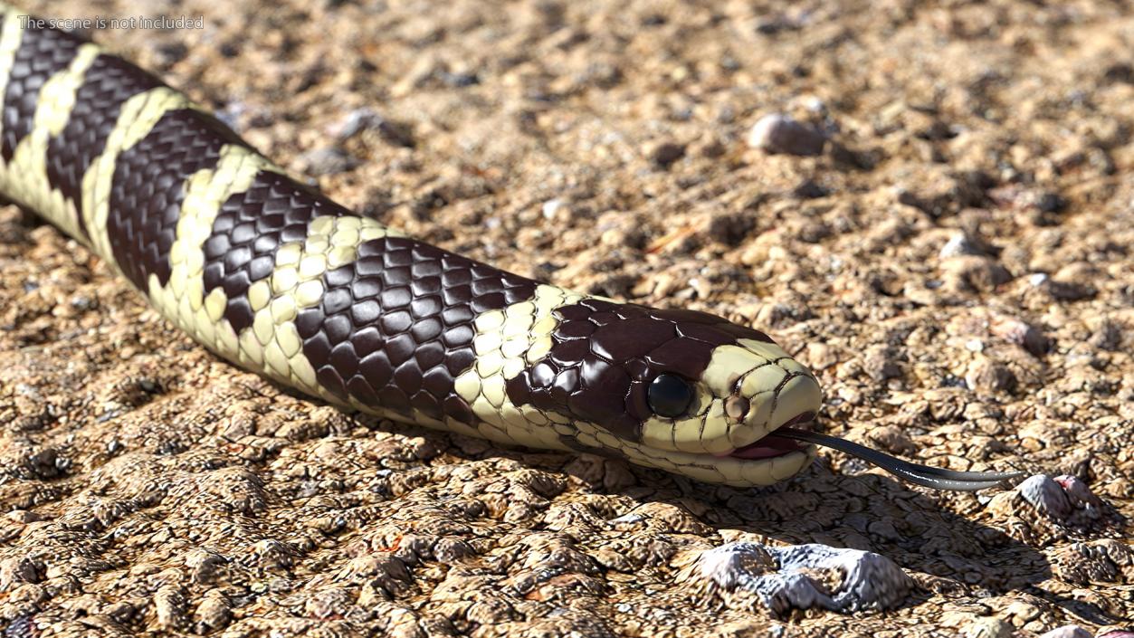 3D California Kingsnake Rigged for Maya