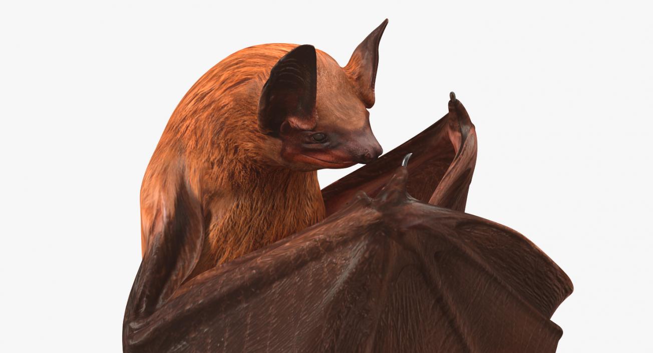 3D Hanging Bat