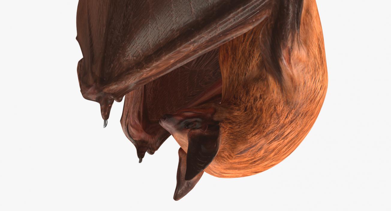 3D Hanging Bat