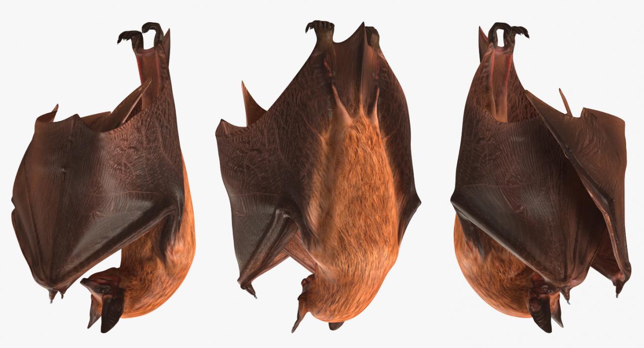 3D Hanging Bat