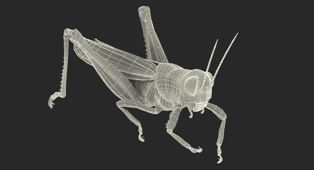 3D Grasshopper Eating Pose model