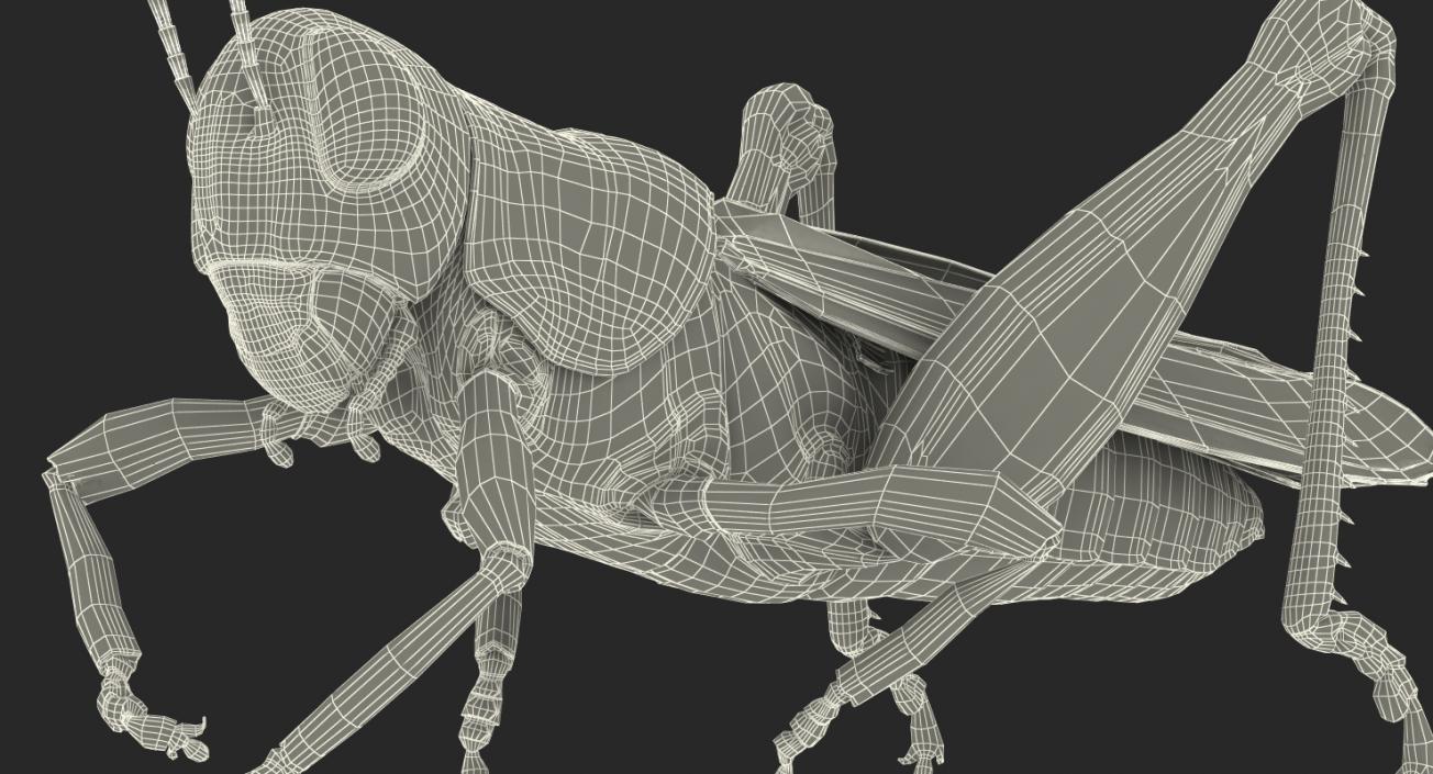 3D Grasshopper Eating Pose model