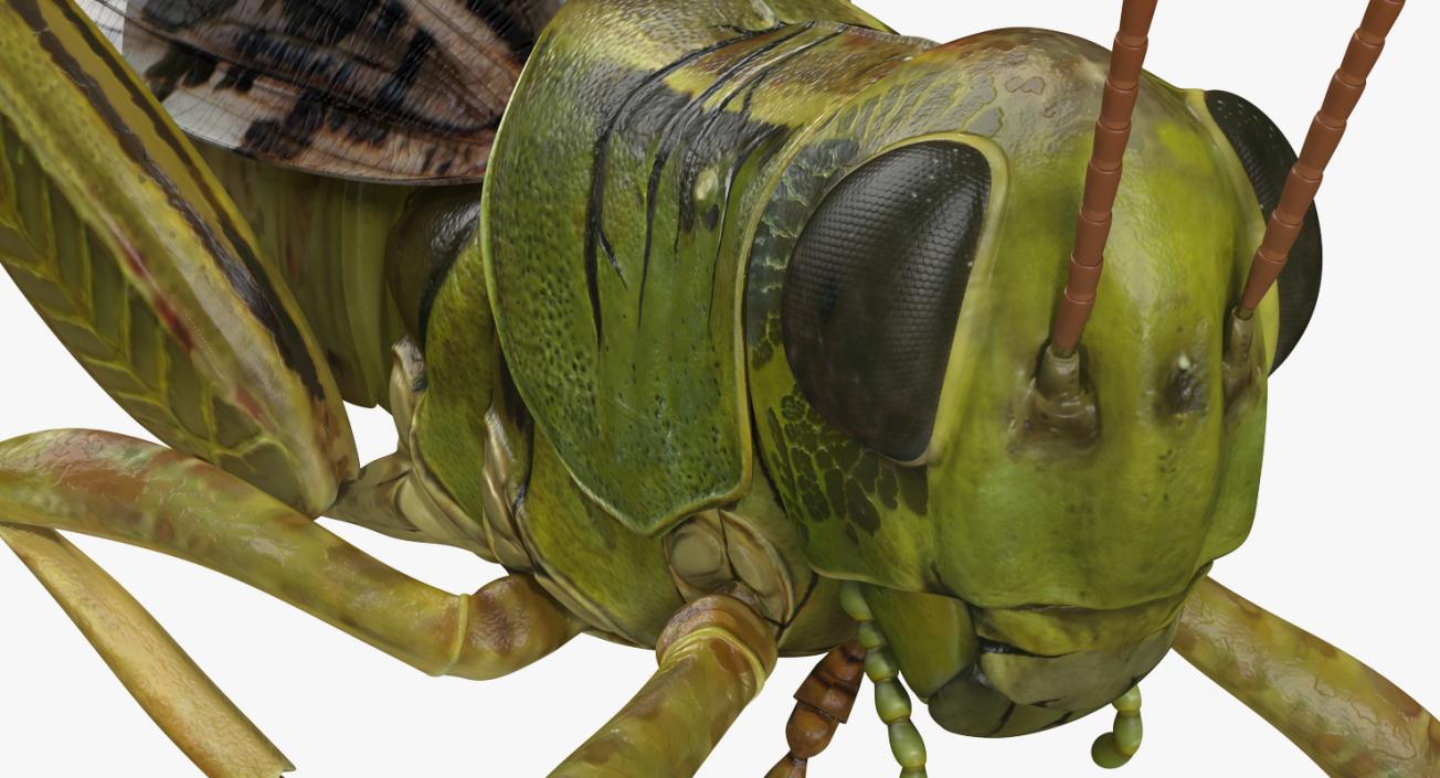 3D Grasshopper Eating Pose model