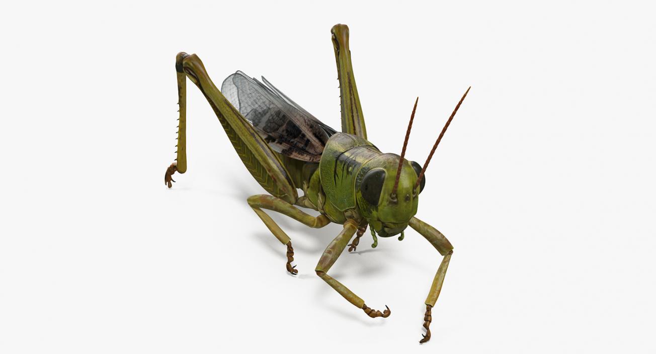 3D Grasshopper Eating Pose model