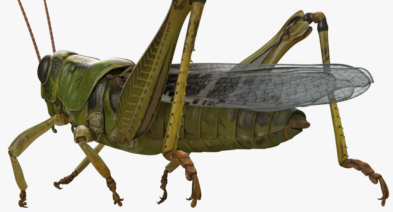 3D Grasshopper Eating Pose model