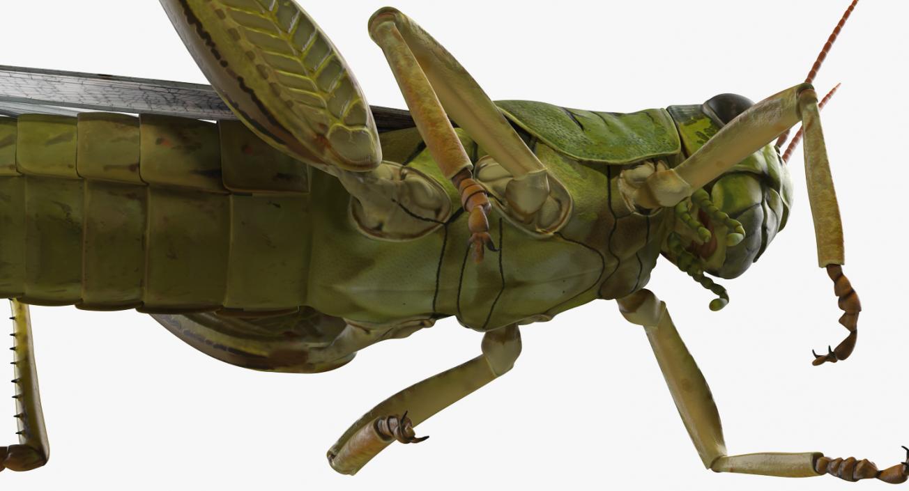 3D Grasshopper Eating Pose model