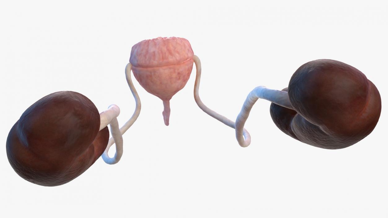 Female Urinary System Anatomy 3D model