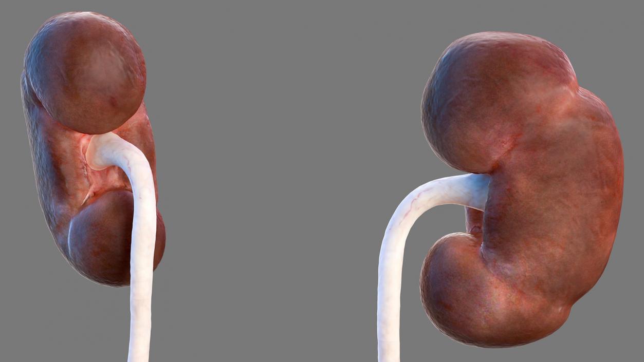 Female Urinary System Anatomy 3D model