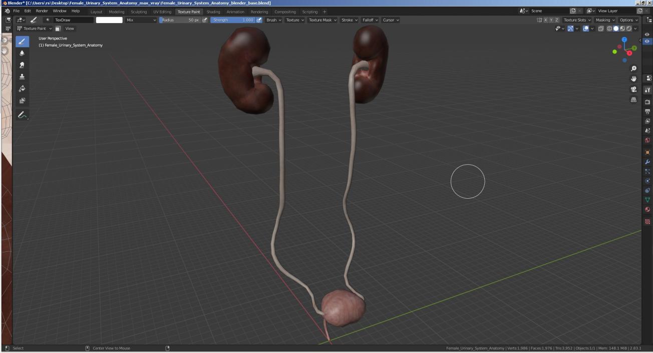 Female Urinary System Anatomy 3D model