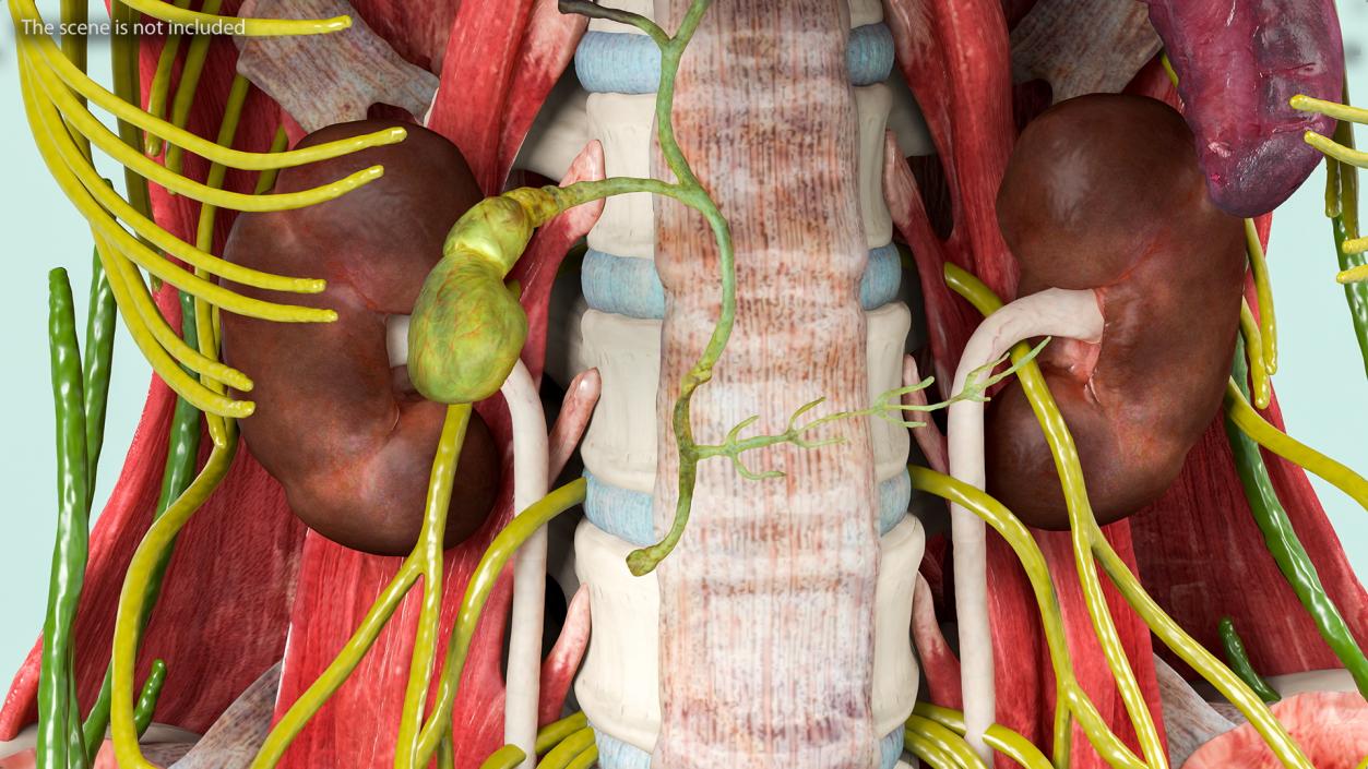 Female Urinary System Anatomy 3D model