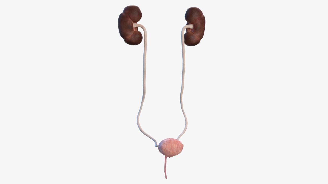 Female Urinary System Anatomy 3D model