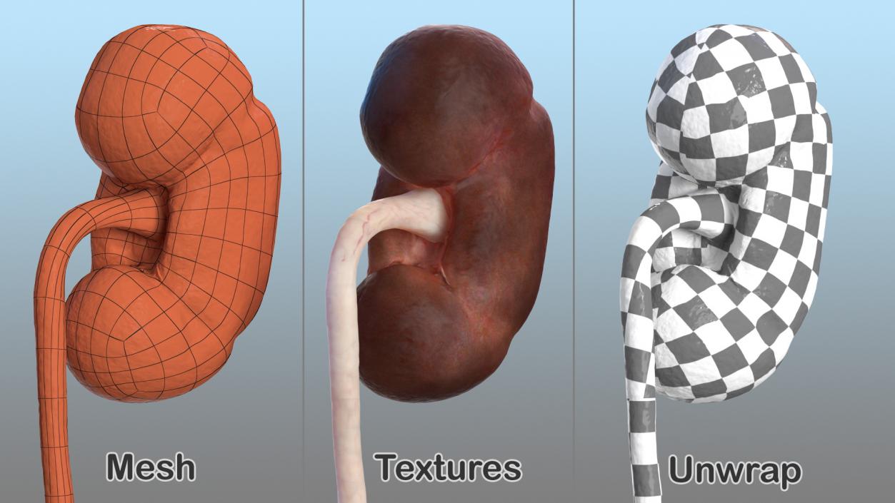 Female Urinary System Anatomy 3D model