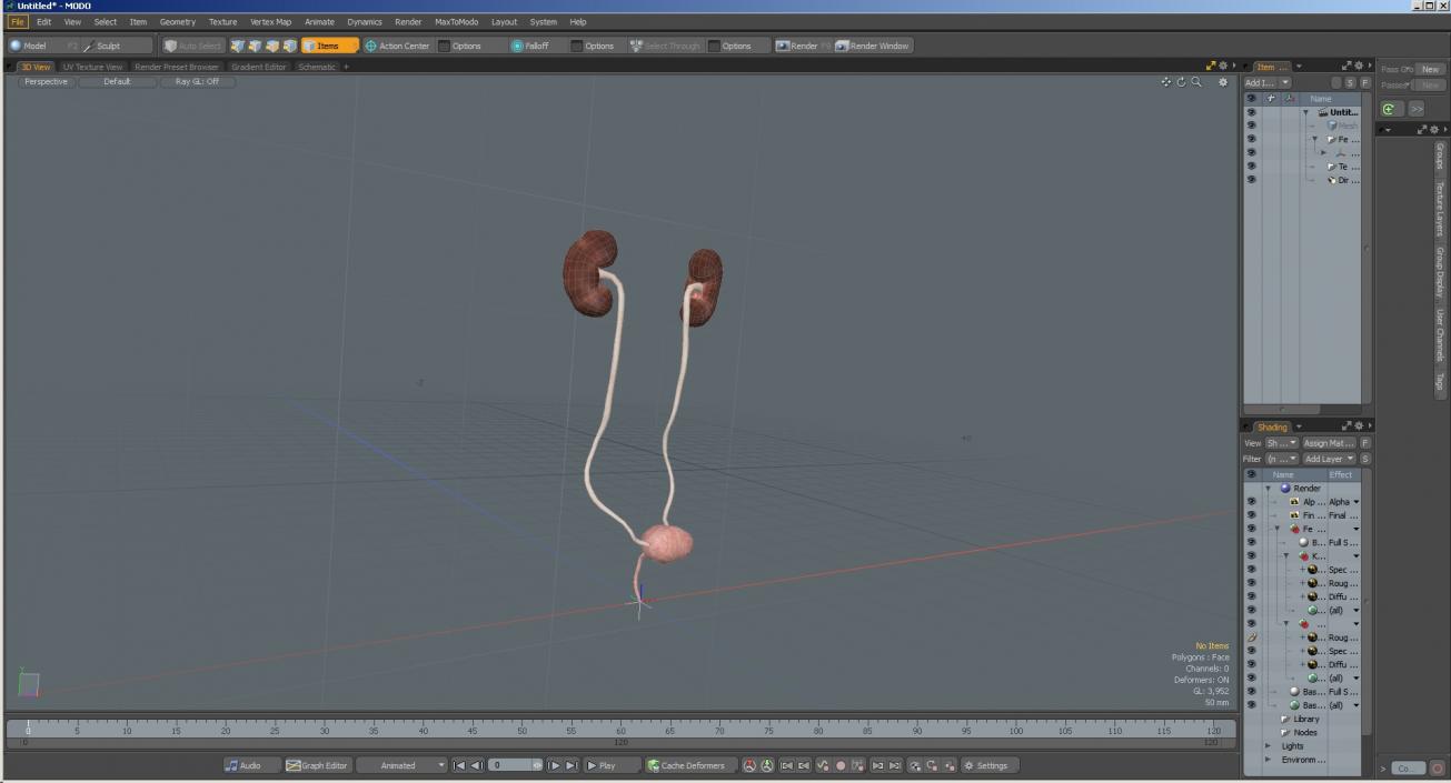 Female Urinary System Anatomy 3D model