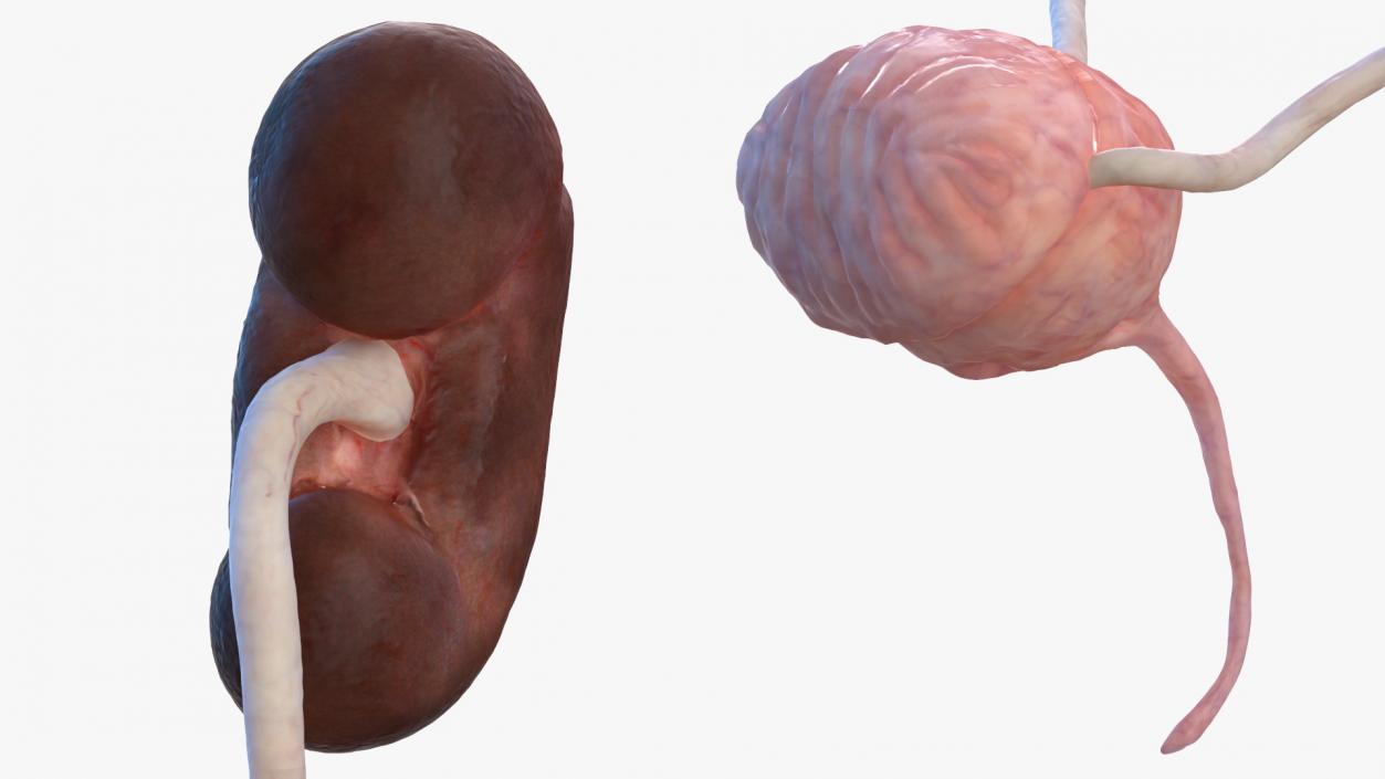 Female Urinary System Anatomy 3D model