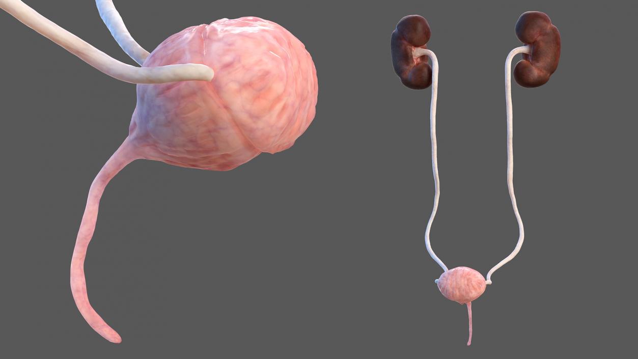 Female Urinary System Anatomy 3D model