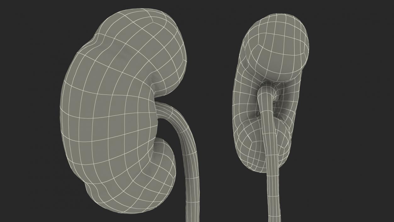 Female Urinary System Anatomy 3D model