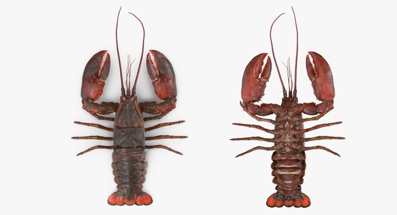 Lobster 3D model