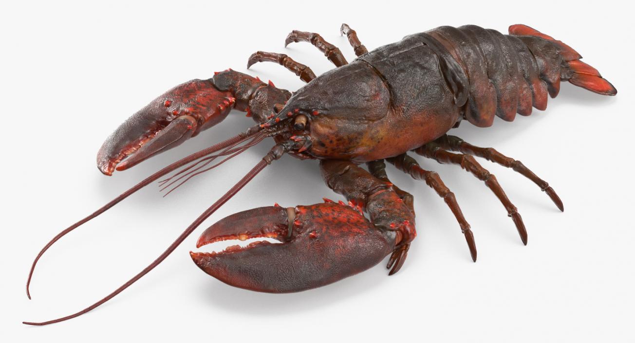 Lobster 3D model