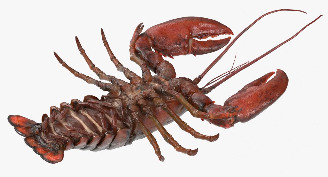 Lobster 3D model