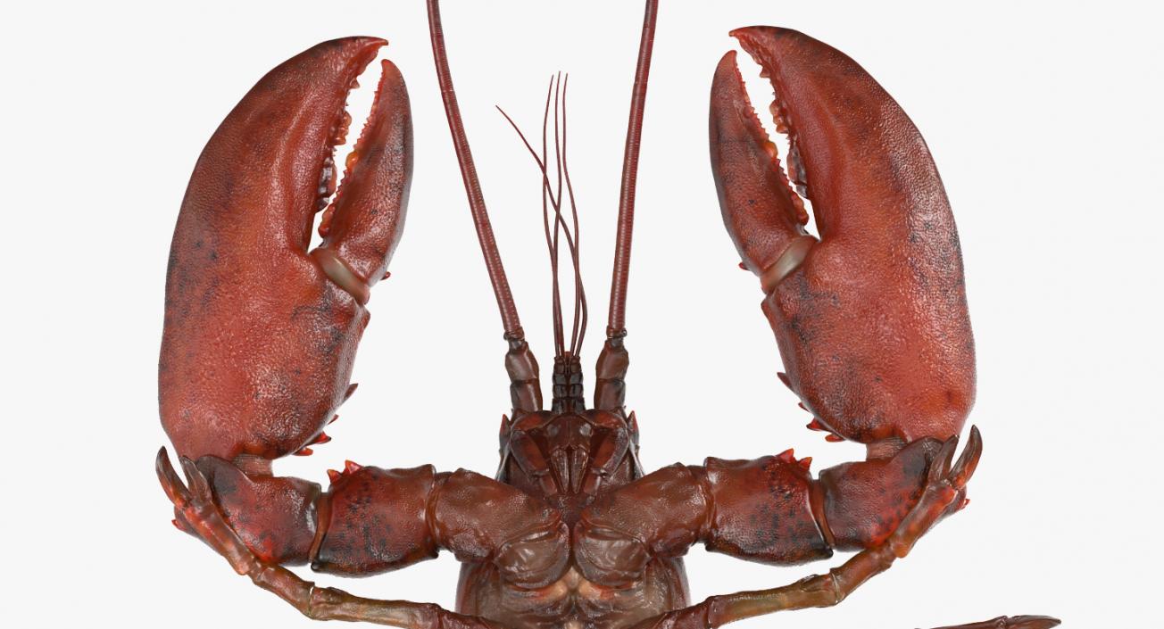 Lobster 3D model