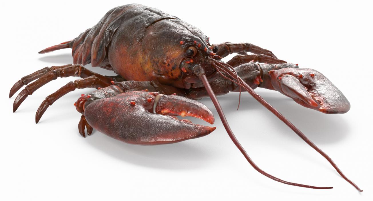 Lobster 3D model