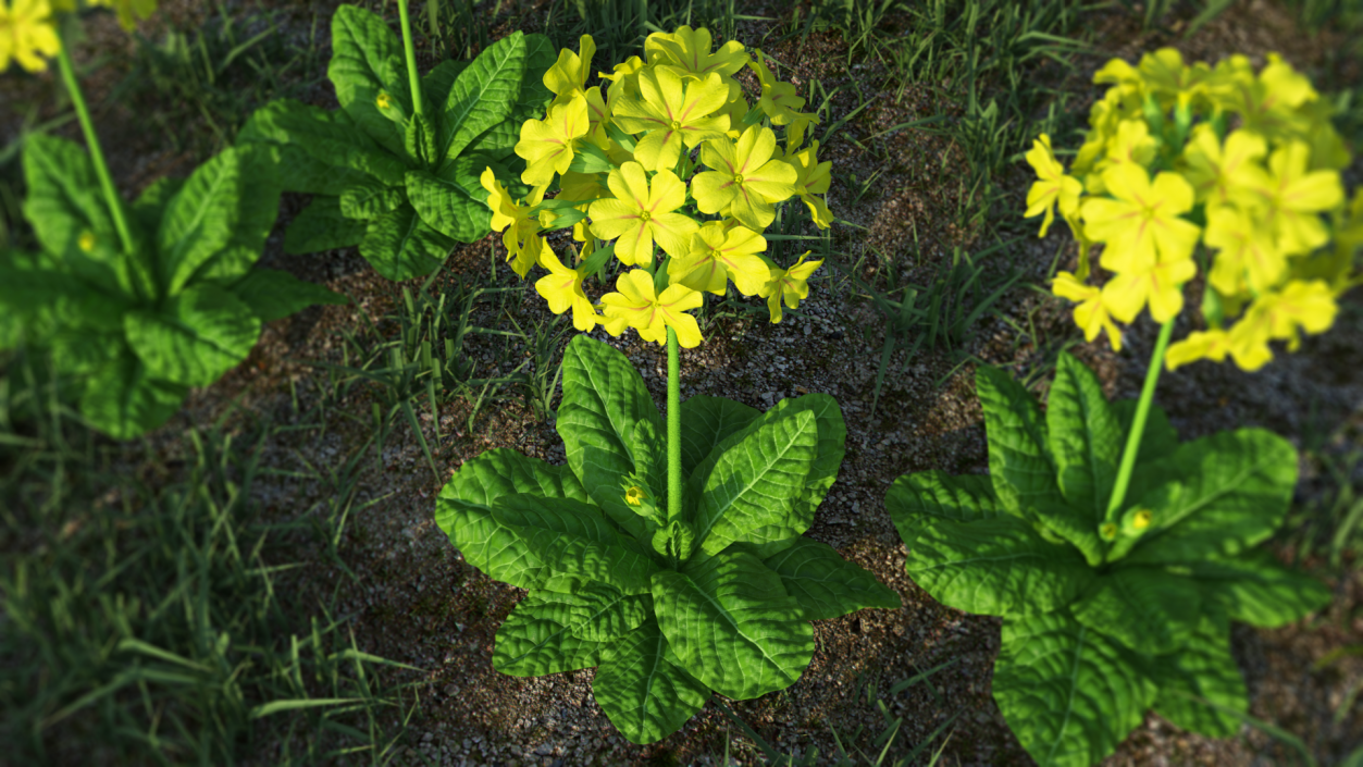 3D Primrose Flower Yellow Fur