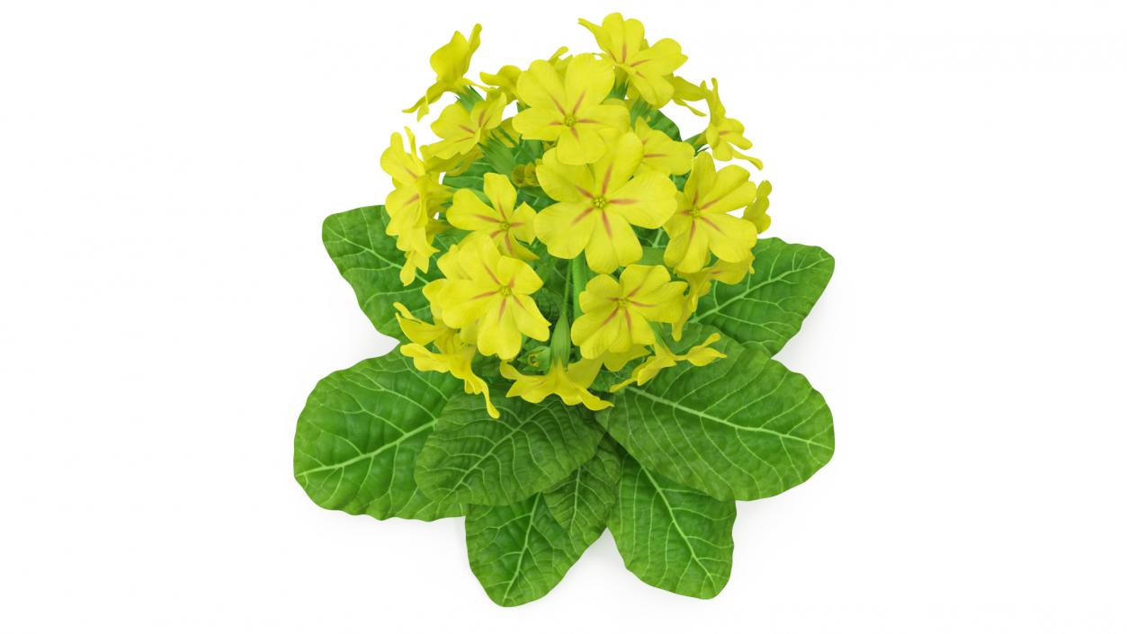 3D Primrose Flower Yellow Fur