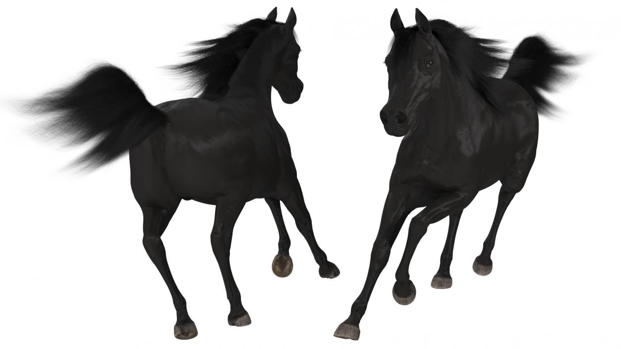 3D Galloping Arabian Horse Black Fur model