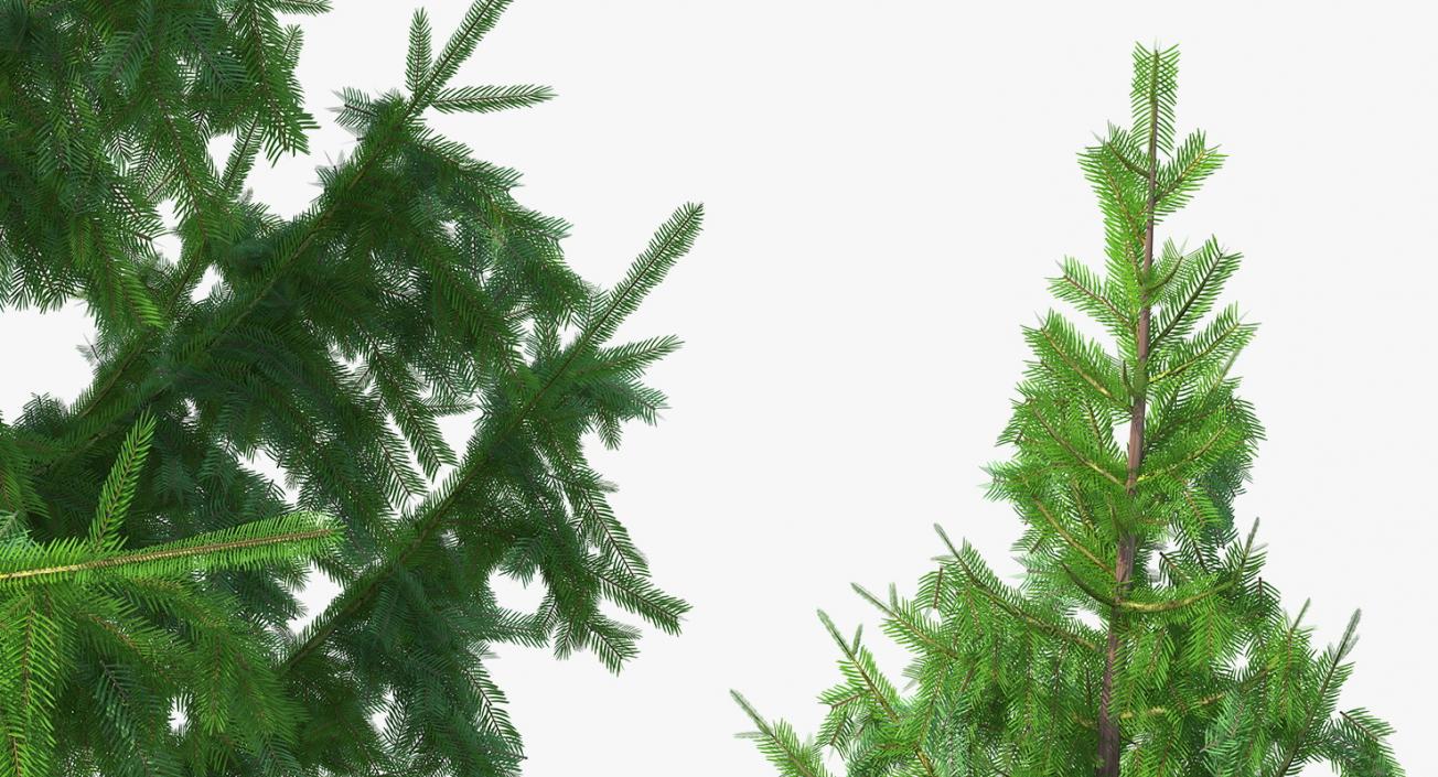 3D Norway Spruce model