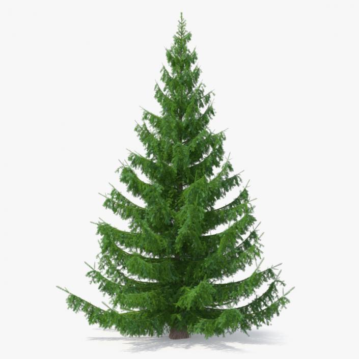 3D Norway Spruce model